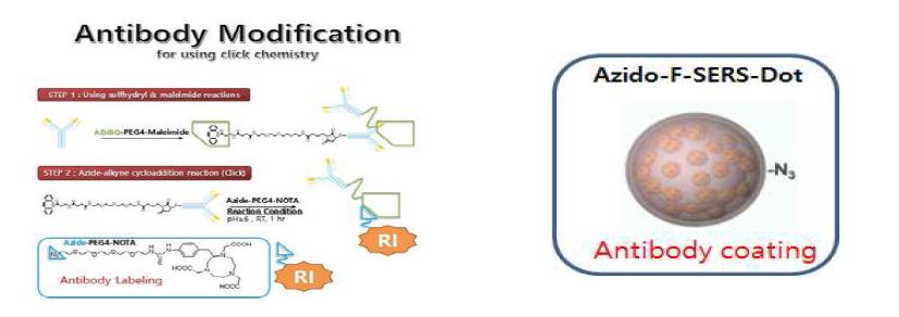 다중 바이오 마커로 활용 할 라만표지 나노입자의 표면개질을 위한 항체의 새로운 개질법 확립.