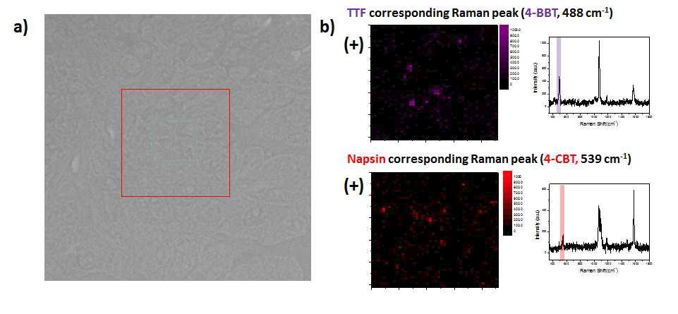 TTF-1 또는 Napsin-A 항체가 결합된 형광-라만 표지 나노입자 (TTF-FRITC-SERS4-BBT Dots, Napsin-FRITC-SERS4-CBT Dots)를 처리한 생검 조직의 라만 다중 조직 영상, a) 나노입자가 처리된 생검 조직의 광학 영상, b) TTF-FRITC-SERS4-BBT Dots에 대한 라만 조직 영상, c) Napsin-FRITC-SERS4-CBT Dots에 대한 라만 조직 영상