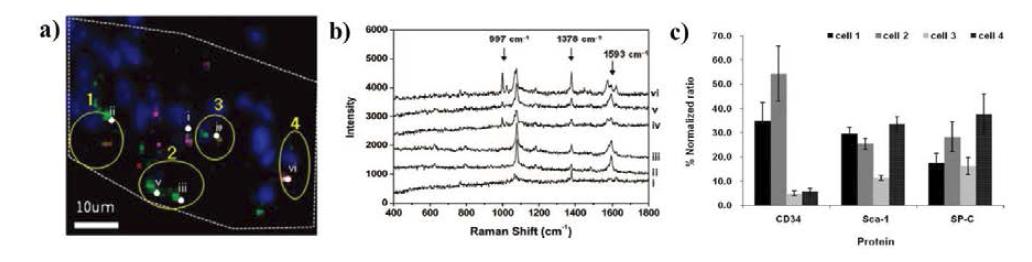 라만을 이용한 다중분석 (a) 발현된 단백질 (CD34, Sca-1, SP-C)의 형광이미지, (b) 발현된 단백질에 표지된 라만 물질의 다중분석 라만스펙트럼, (c) 각 세포에서의 발현 단백질의 정량적 차이
