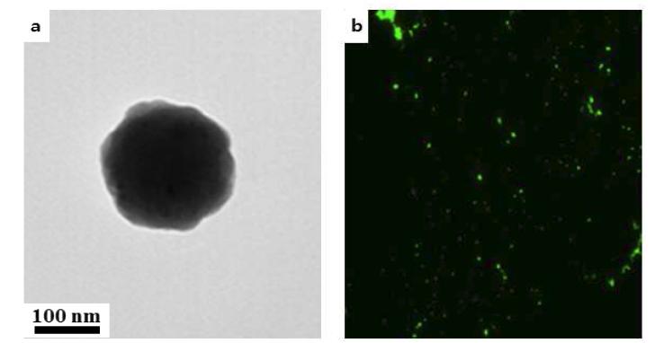 (a) 형광-라만표지 나노입자 TEM 사진, (b) 형광-라만표지 나노입자의 형광 사진
