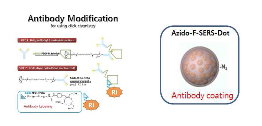 다중 바이오 마커로 활용할 라만표지 나노입자의 표면개질을 위한 항체의 새로운 개질법 확립
