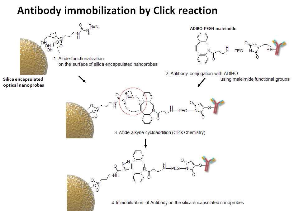 Click 반응으로 나노 표지입자 표면에 항체를 고정하는 반응 모식도.