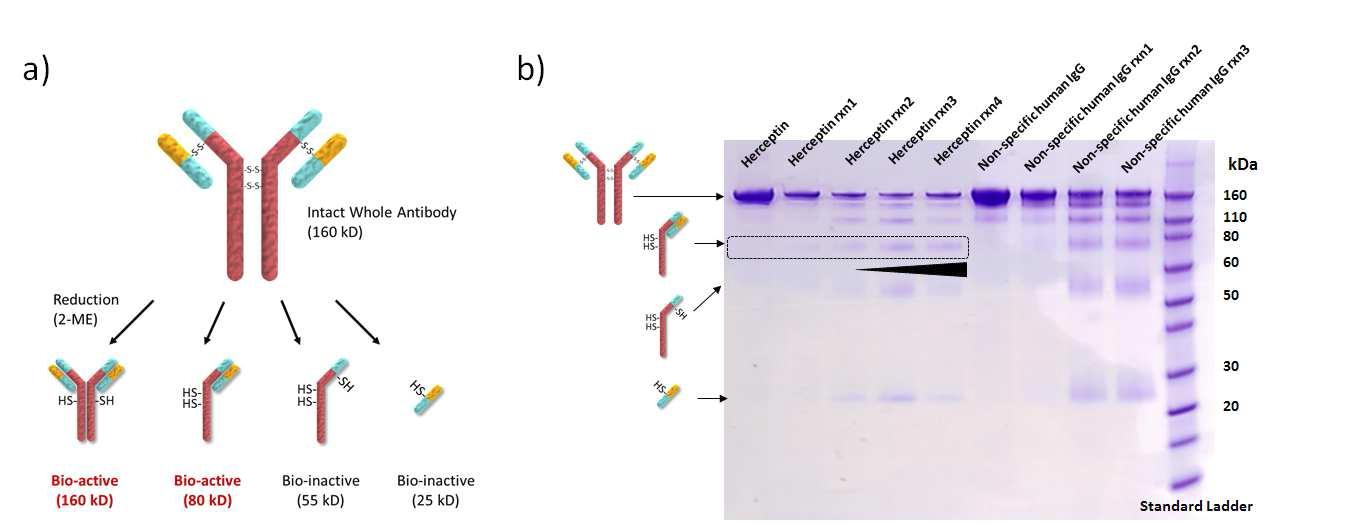 항체 존재하는 disulfide linkage를 환원시켜 Thiol 기를 나타내기 위한 전처리. (a) 항체에 환원제 처리 시 생성 가능한 항체의 조각(fragment), (b) 환원제가 처리된 항체의 SDS-PAGE(sodium dodecyl sulfate polyacrylamide gel electrophoresis) 분석 결과