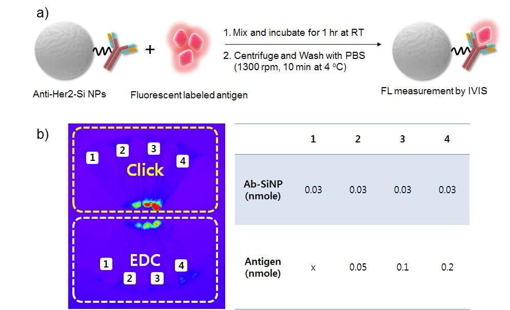 Click 반응을 활용하여 나노입자에 도입된 항체와 EDC 방법을 활용하여 도입된 항체의 생체활성도 비교평가. (a) 형광 표지된 항원을 활용하여 항체의 생체활성도 평가 과정 (b) Click과 EDC 방법으로 나노입자 도입된 항체와 선택적으로 결합된 형광 표지 항원의 양 비교 분석
