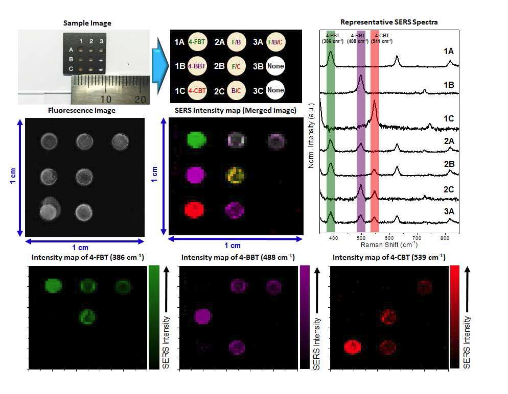 형광과 라만을 이용한 대면적 고속 영상 측정 장치를 이용한 서로 다른 라만 신호로 표지된 형광-라만 표지 나노 입자 (F-SERS Dot) 의 형광, 라만 이미지 및 해당 영역의 라만 스펙트럼.