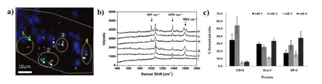 라만을 이용한 다중분석 (a) 발현된 단백질 (CD34, Sca-1, SP-C)의 형광이미지, (b) 발현된 단백질에 표지된 라만 물질의 다중분석 라만스펙트럼, (c) 각 세포에서의 발현 단백질의 정량적 차이