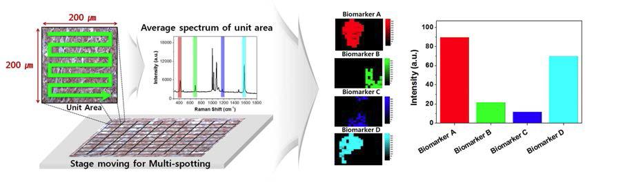 단위 면적 (200 μm × 200 μm)에 대한 연속 스캐닝 방식과 이를 기반으로 대면적 조직에 대한 단위 면적 단위의 멀티 스팟팅 라만 영상 측정 방법