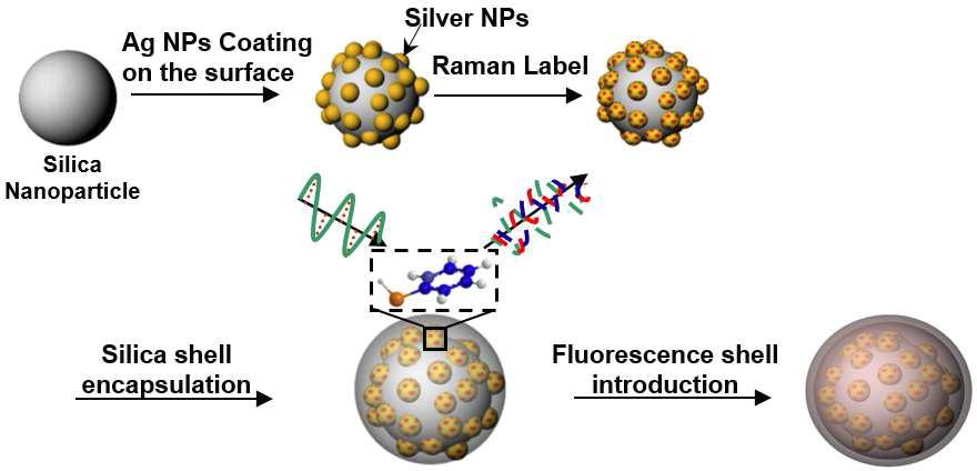 형광-라만표지 나노입자 합성 스킴