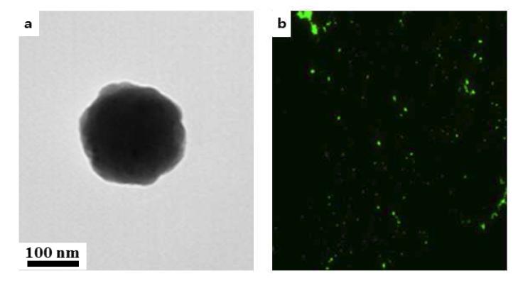 (a) 형광-라만표지 나노입자 TEM 사진, (b) 형광-라만표지 나노입자의 형광 사진