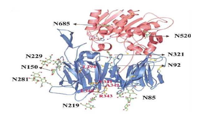 DPP4의 glycosylation site들