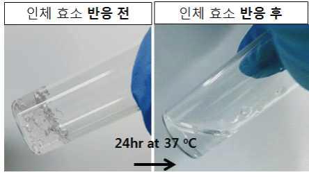 인체 효소에 의해 생분해되는 하이드로젤 합성 관련 선행 연구