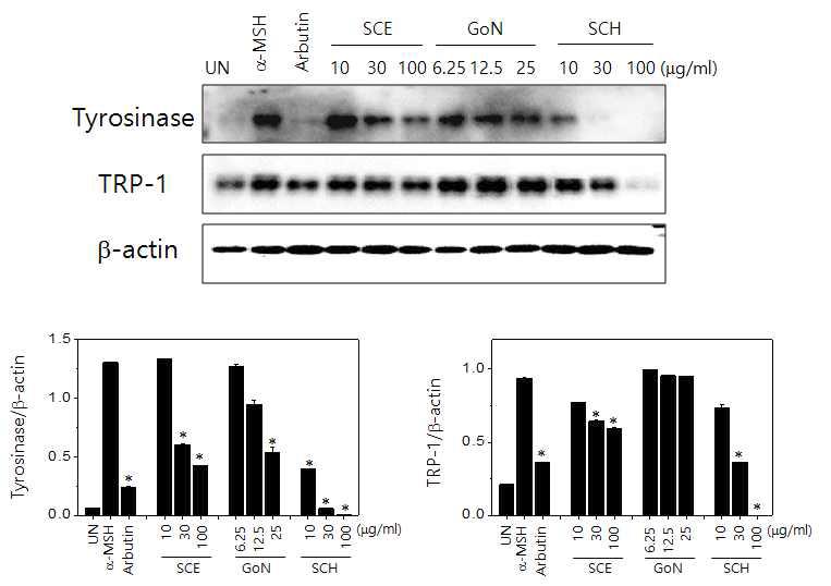 SCE, GoN, SCH의 tyrosinase와 TRP-1 단백질 발현 억제 효과