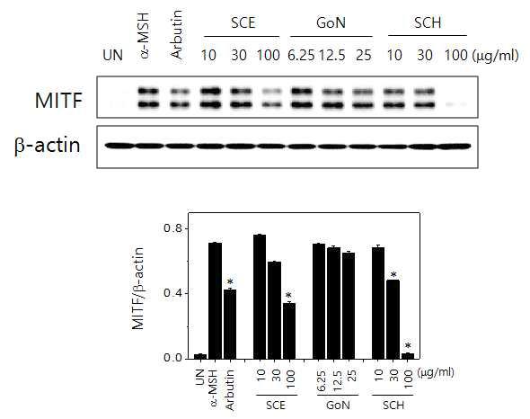 SCE, GoN, SCH의 MITF 단백질 발현 억제 효과