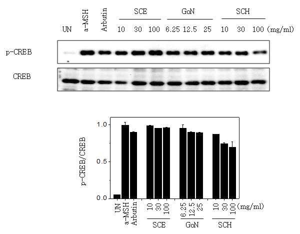 CREB 및 p-CREB 단백질 발현 억제 효과