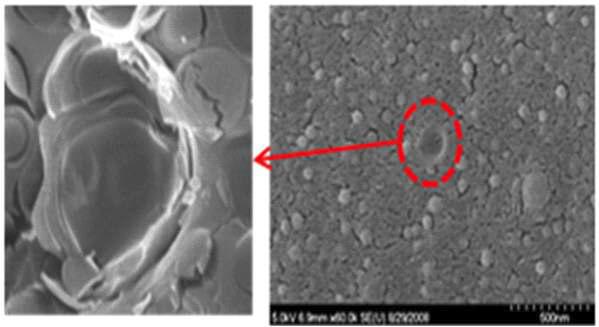 경피흡수 증진 나노 리포좀 캡슐의 Cryo-SEM 사진