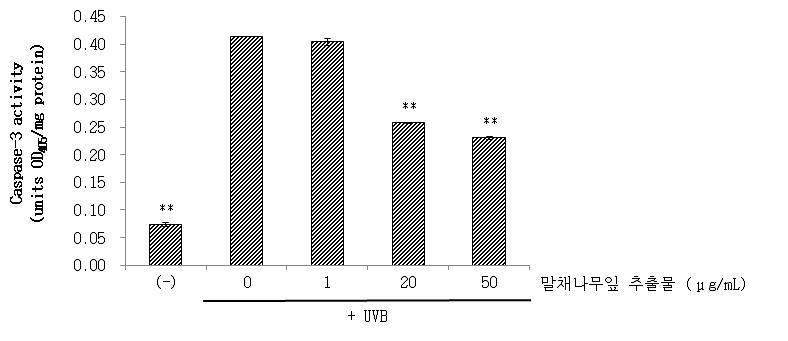 Inhibitory effect of Novozyme hydroxlyzate from Cornus walteri leaves on UVB-induced caspase-3 activity.