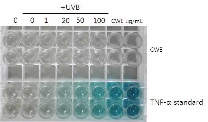 Surface color of immunoassay for TNF-α dissolved in standard and in UVB-exposed KeraSkinTM culture supernatant solutions.