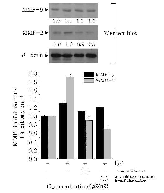 Inhibtion of MMP-2 and MMP-9 by the adventitious roots extract cultured from Echinacea angustifolia and Echinacea angustifolia root extract in NIH3T3-L1 cells.