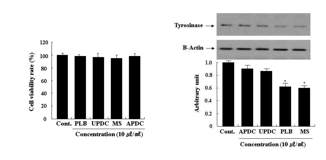 Protein expression of tyrosinase