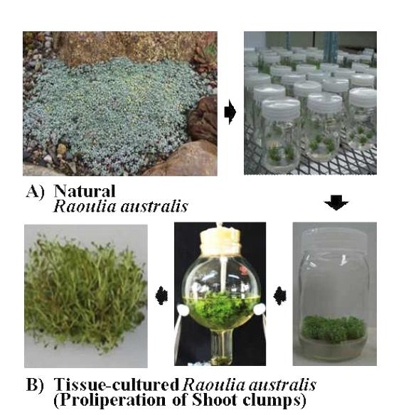 Scheme of the whole procedure of the Raoulia australis cultured by the bioreactor culture system. A) and B) is a picture of the natural Raoulia australis and the tissue-cultured Raoulia australis shoot clumps by the bioreactor culture system.