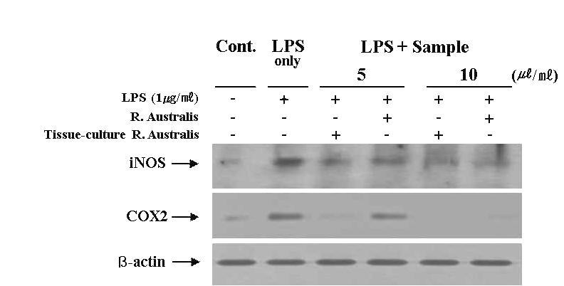 Effects of the natural Raoulia australis and the tissue-cultured Raoulia australis shoot clumps on iNOS and cyclyoxygenase-2 expression in Raw 264.7 the natural Raoulia australis extract and the tissue-cultured Raoulia australis shoot clumps extract stimulated for 12 h with 1㎍/㎖ of LPS.