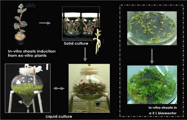Process of bioreactor cultures of in-vitro A. formosanus shoots.
