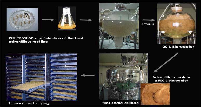 Process of the pilot scale bioreactor culture system of E. angustifolia adventitious roots to produce biomass and bioactive compounds.