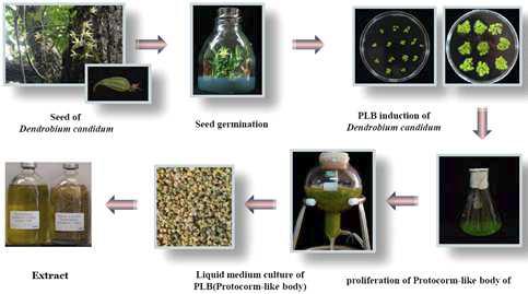 Process of bioreactor cultures of in-vitro A. Dendrobium candidum PLB.