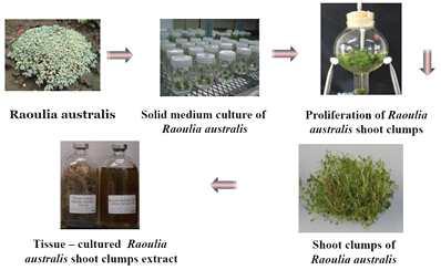 Process of bioreactor cultures of in-vitro Raoulis australis shoot clumps.