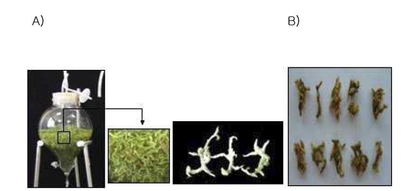 Culture procedure of Anoectochilus formosanus. The Anoectochilus formosanus plantlet cultured by the bioreactor culture system. Fig. 1A is tissue-cultured Anoectochilus formosanus plantlet culturing by the bioreactor culture system using liquid medium and Fig. 1B is a picture of a dried Anoectochilus formosanus plantlet
