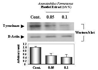 The effect of Anoectochilus formosanus plantlet on the protein Expression of Tyrosinase in B16 Melanoma Cells. Bands were subjected to densitometric scanning using the Scion image NIH image software. Cells were treated with indicated concentrations for 24 h.
