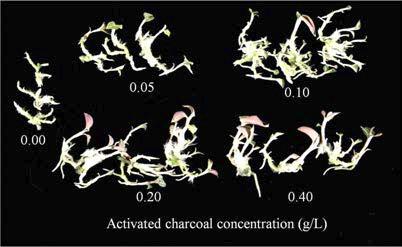Shoot proliferation of A. formosanus as affected by the concentration of activated charcoal after 3 months of culture