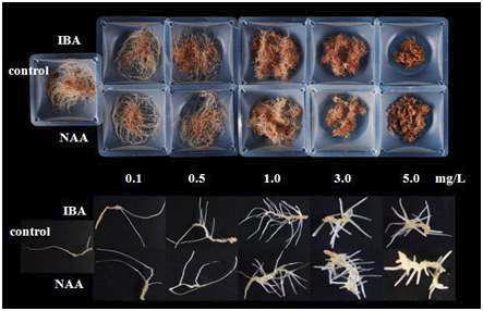 Adventitious root growth of E. angustifoliaas affected by IBA and NAA after 5 weeks of flask culture