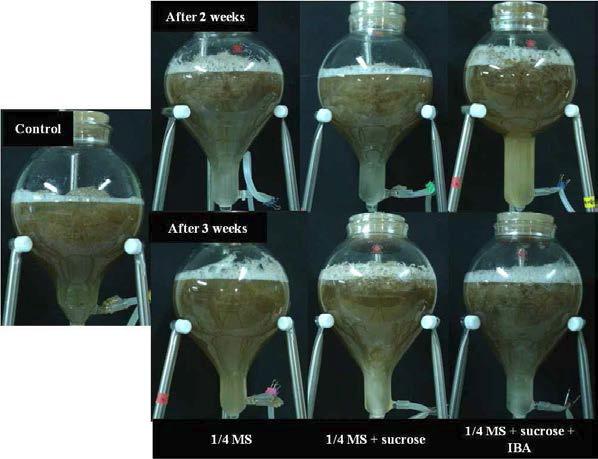 Growth of E. angustifolia adventitious roots as affected by medium replenishment after 5 weeks of bioreactor culture.