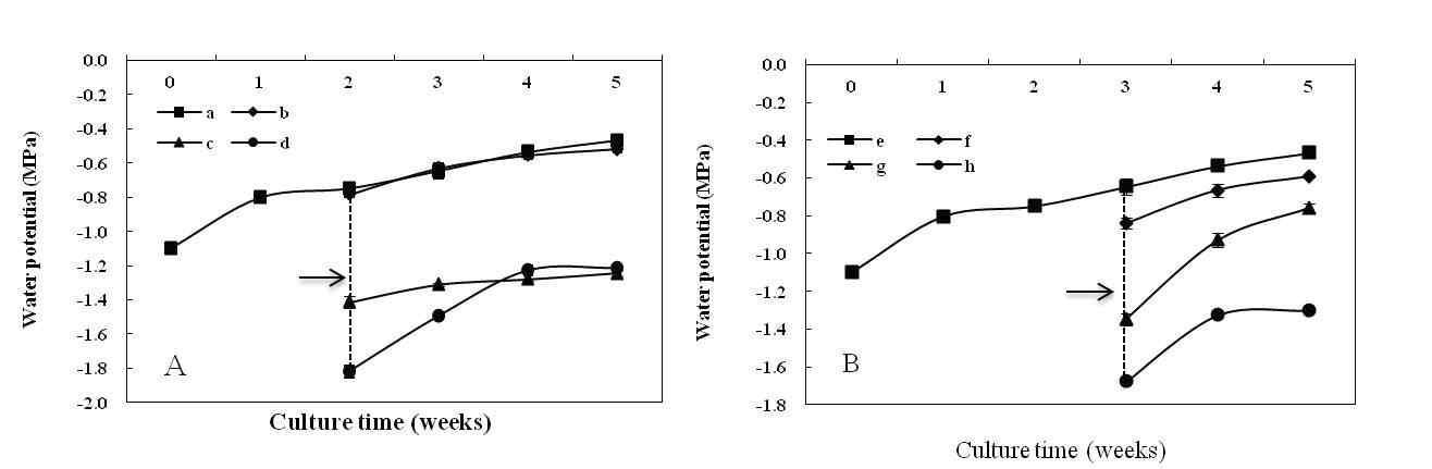 Changes of medium water potential during 5 weeks of bioreactor culture of E. angustifolia adventitious roots as affected by medium replenishment.