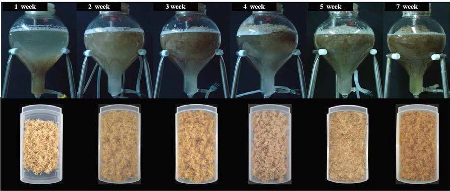 Growth of E. angustifolia adventitious roots during 7 weeks of bioreactor culture.