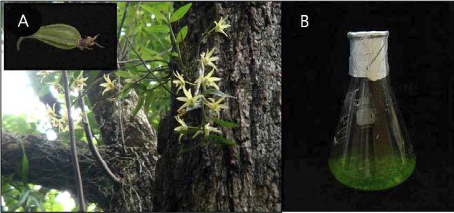 Dendrobium candidum