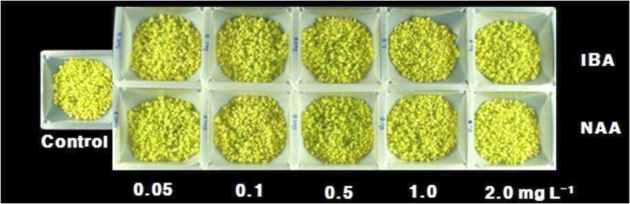 Growth of Den. candidum PLBs as affected by auxin types and concentrations after 5 weeks of culture.