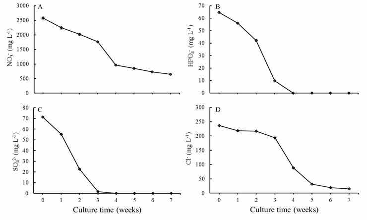 Changes of NO3 -(A), HPO4 -(B), SO4 2-(C) and Cl-(D) contents in the medium during 7 weeks of bioreactor culture. Bars represent means ± S.E. (n=3).