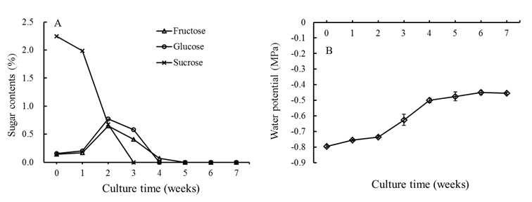 Changes of fructose, glucose, sucrose contents (A) and water potential (B) in the medium during 7 weeks of bioreactor culture. Bars represent means ± S.E. (n=3).