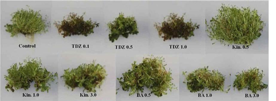 Shoot proliferation of R. australis in MS medium as affected by types and concentrations of cytokinin