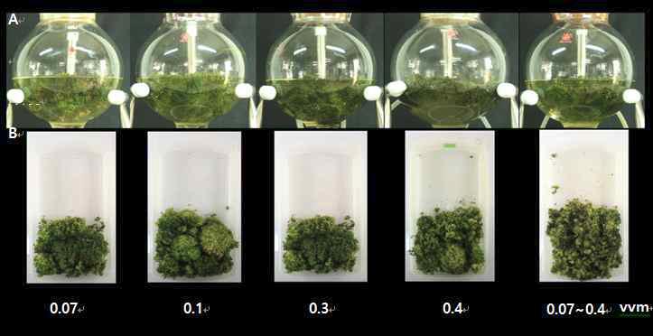 Shoot proliferation of R. australis as affected by aeration volume in 3/4 MS medium after 4 weeks in bioreactor culture