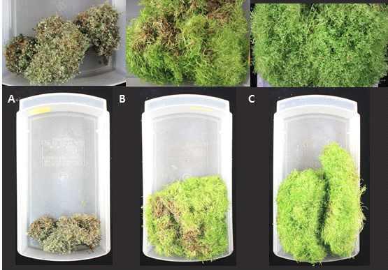 Shoot growth of R. australis as affected by bioreactor system in 3/4 MS medium after 4 weeks in bioreactor culture