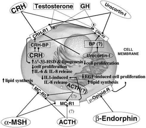 피지선세포의 nueropeptide 및 hormone network