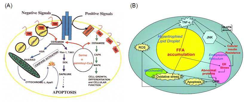 생체내 지질의 Apoptosis, Cellular function 조절: (A) Ceramide, (B) Adipocyte