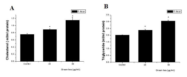 녹차(GT)가 SZ95 세포의 cholesterol(A)과 triglyceride(B) 합성에 미치는 영향.