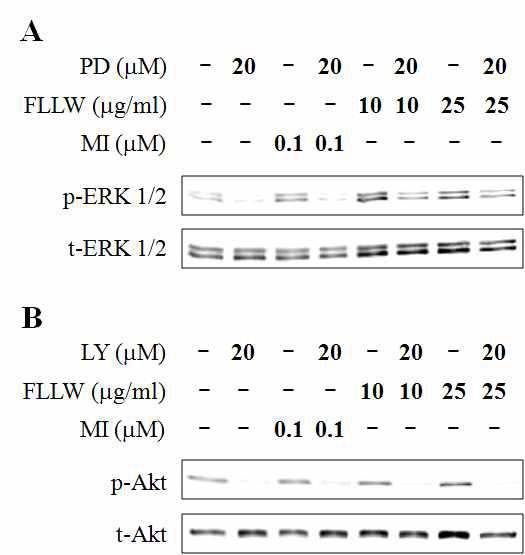 MI와 FLLW에 의한 ERK 인산화가 PD98059 (MEK/ERK inhibitor) 전처리에 의해 차단된다(A). MI와 FLLW에 의한 Akt 인산화가 LY294002 (PI3K/Akt inhibitor) 전처리에 의해 차단된다(B).