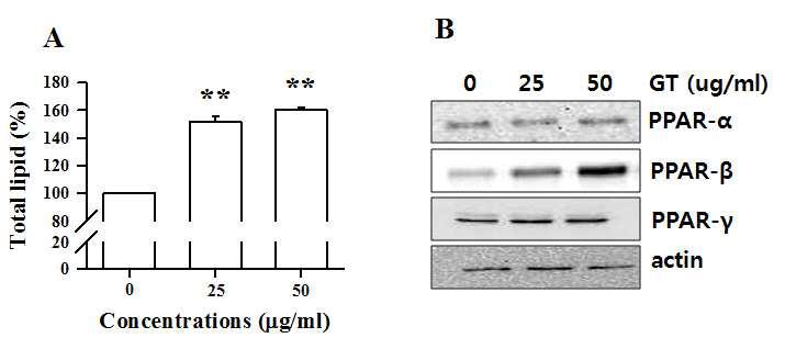 녹차(GT)가 SZ95 세포의 지질 합성 양(A)과 PPARs 단백질 발현(B)에 미치는 영향
