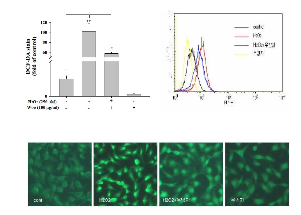 KC 세포에서 유도된 ROS 대한 우방자의 효과
