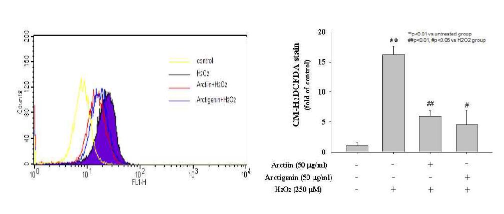 KC 세포에서 유도된 ROS 대한 Arctin, Arctogenin의 효과